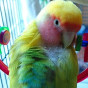 LovePeachyLovebirds