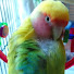 dsGCY4hPk6c-channel-avatar-LovePeachyLovebirds