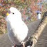 x1X-1yeVQ5g-channel-avatar-Vanilla The Budgie