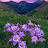 @VanHelsing980