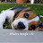 Oliver's Beagle Life