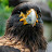 @pp1000fc's avatar