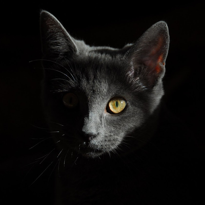 Channel Avatar