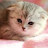 @푱푱이-z5p