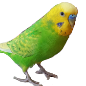 doga pipi