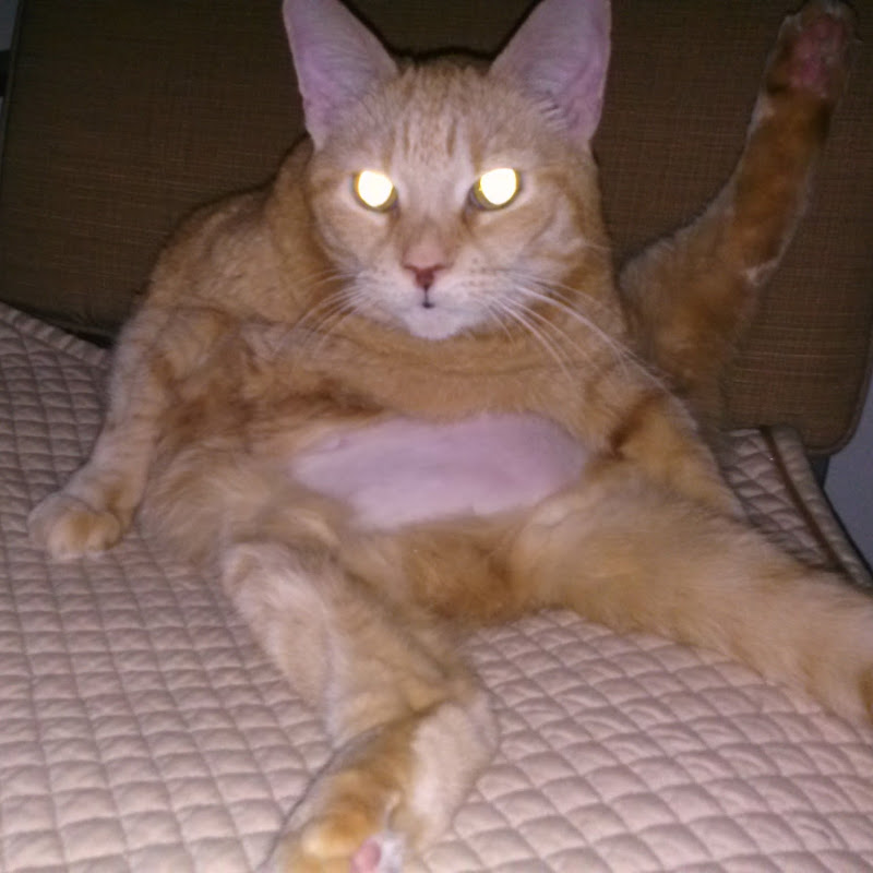 tomalba7