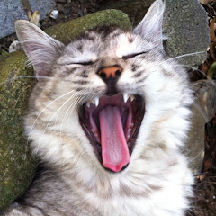 Pochi Neko