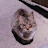 @고양이-l2k8r