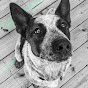 Jburgey “Scoot the Cattle dog” Jr logo