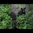 CgRuo0ao_kQ-channel-avatar-greenmentch
