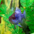 Aal2W8sDOPA-channel-avatar-Electric Blue Aquariums