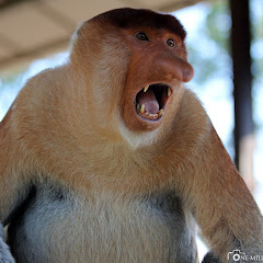 Spastikos And Friends