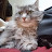 @banditbuddies728 Avatar