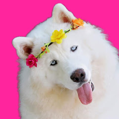 Monroe The Husky