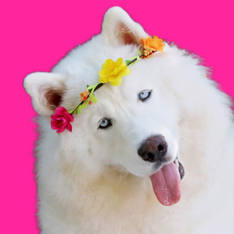 Monroe The Husky icon