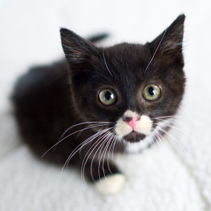 TinyKittens HQ Net Worth & Earnings (2026)