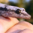 oxhm0ipZY50-channel-avatar-Geckos and Gum Leaves