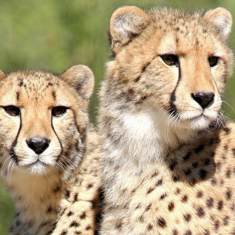 Wildlife World Zoo