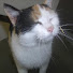 dV4uFXRoJOc-channel-avatar-Dors Cat