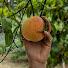 HXPpmhkT9yA-channel-avatar-Raintree Nursery