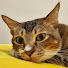 xcNxxR6bnLU-channel-avatar-草根貓 Grassroots Cat