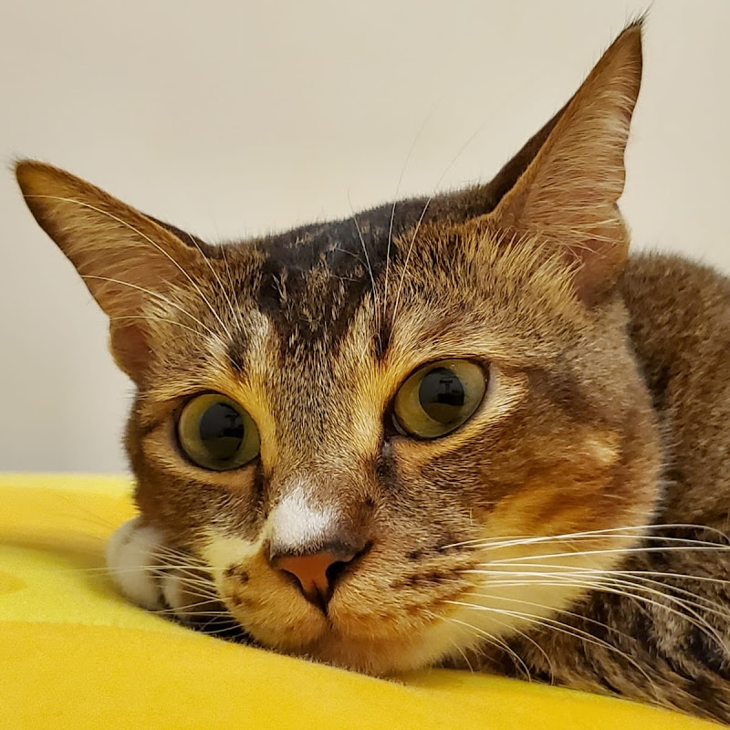 草根貓 Grassroots Cat Logo