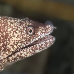 ピラニアアイコン画像