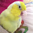 @squishyparrotlets