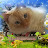 @arminenaghashyan7191