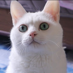 ネコ田カンプアイコン画像