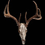 Whitetail Music logo