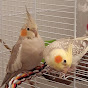 Pico & Lili the Cockatiels logo