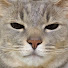 nCy74BBIZ0A-channel-avatar-日々ねこまみれ