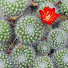 X3f99q_0o08-channel-avatar-cactus1762