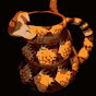 TheSnakeCup