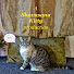 94jNmesGXq8-channel-avatar-Shavasana Kitty