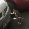 Автор