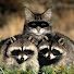 7x7qFANYXt4-channel-avatar-Spie Kat