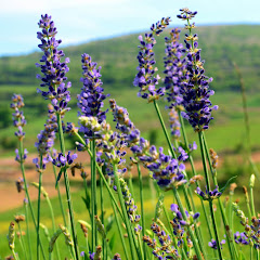 Lavender bouquetアイコン画像