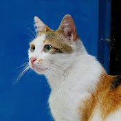 Kucing Kampoeng 飼い猫