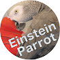Einstein Parrot Image Thumbnail