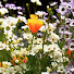 X6A2h9avi88-channel-avatar-Bringing Back the Natives Garden Tour