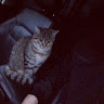 Автор
