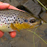 -yeTEYBTNxw-channel-avatar-Nidderdale Angling Club