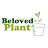 Beloved Plant