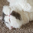 rQgQIhPAp1c-channel-avatar-Crafty Cat