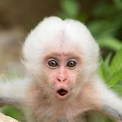 MONKEY ROSI
