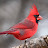 @billcrow5403's avatar