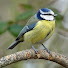 bddqnnyD6c0-channel-avatar-My Birding Year