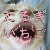 in Koreaたるぎいちごチャンネル